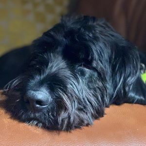 Meet your Posher, Karan